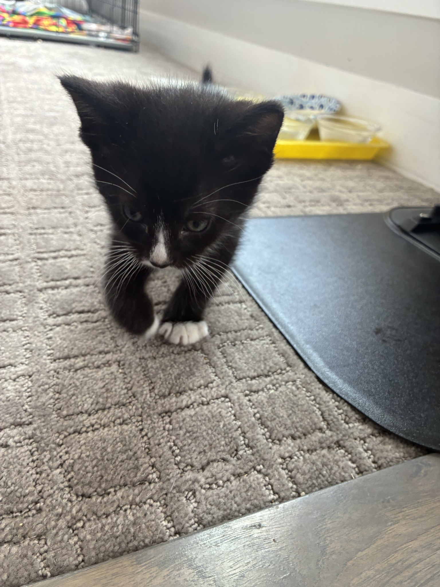 Picture of the Animal Listed
