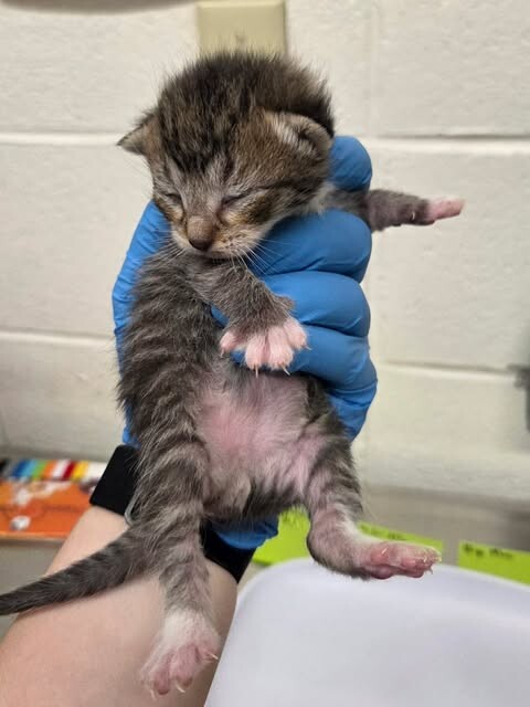 Picture of the Animal Listed