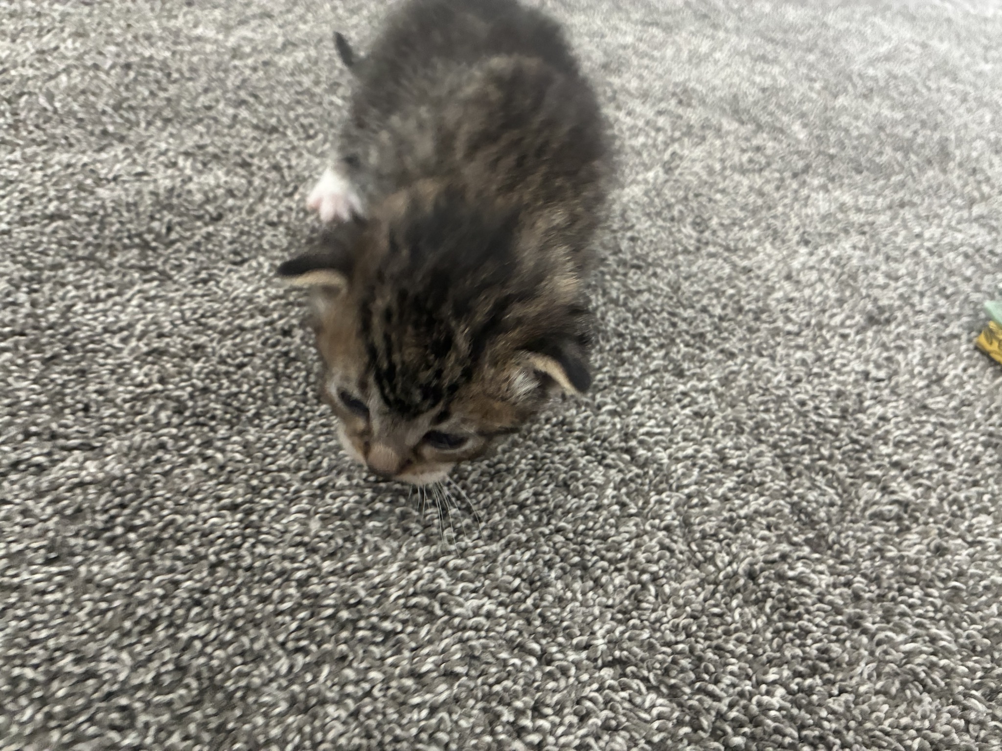 Picture of the Animal Listed