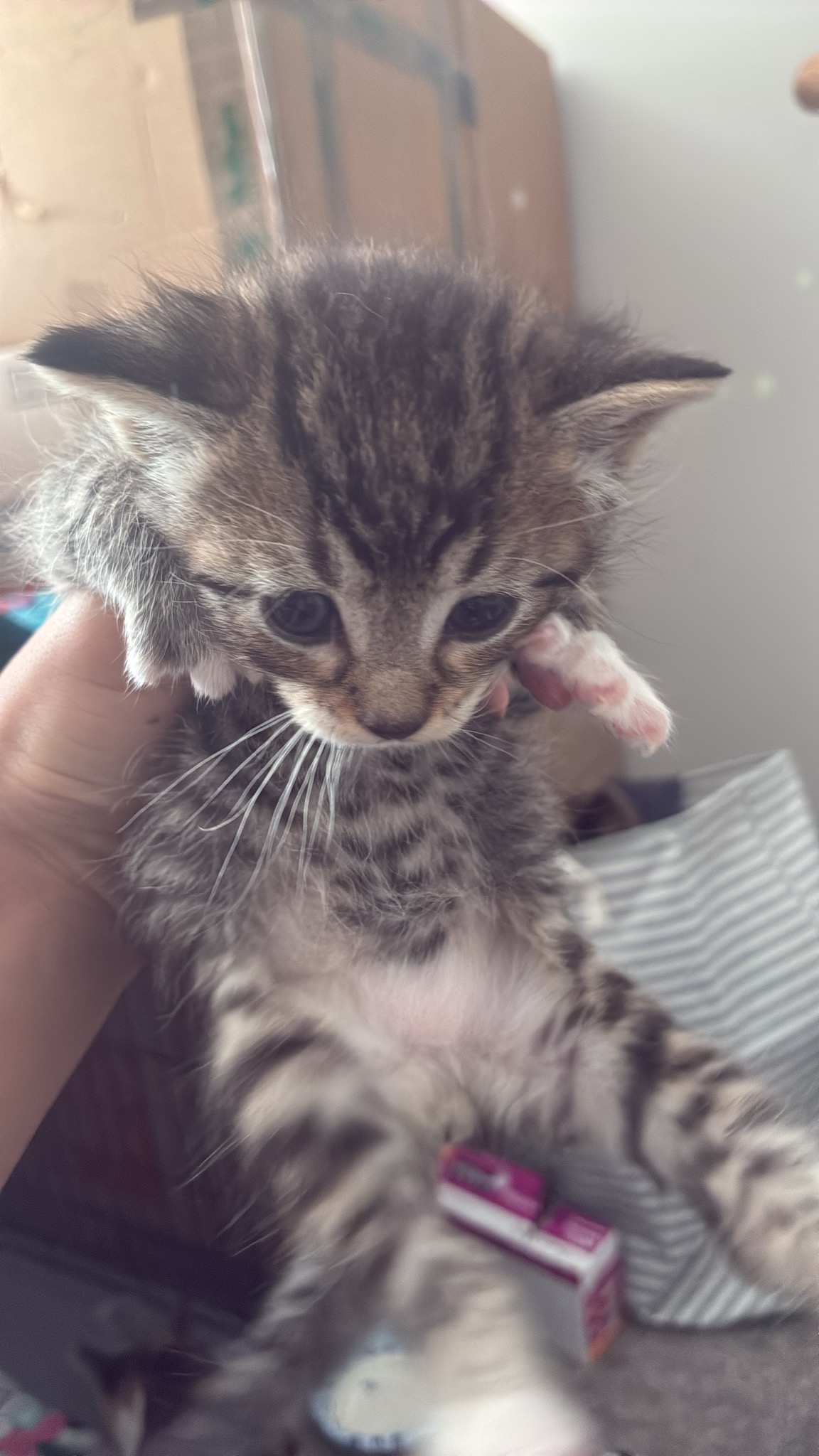 Picture of the Animal Listed