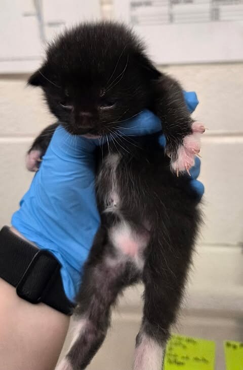 Picture of the Animal Listed