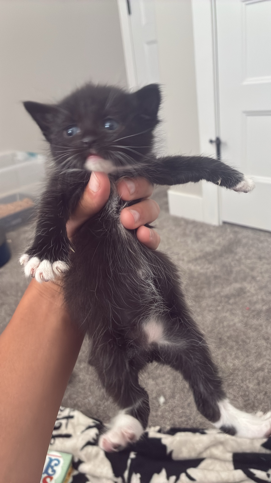 Picture of the Animal Listed