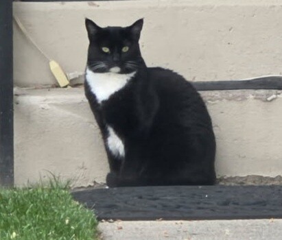 Picture of the Animal Listed