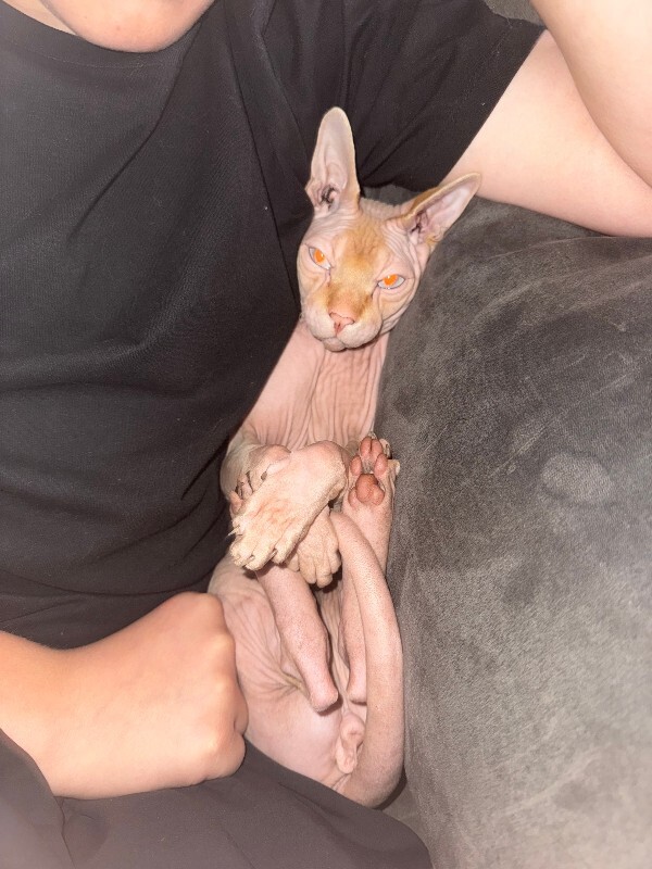 Picture of the Animal Listed