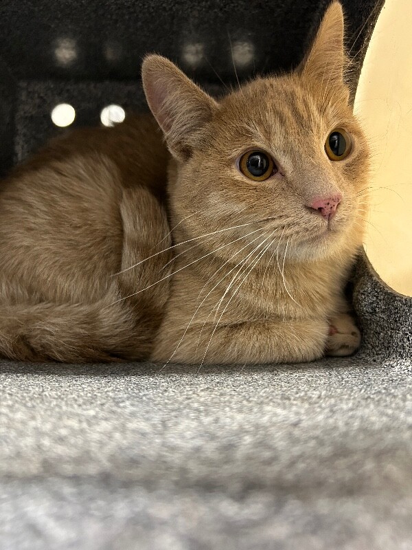 Picture of the Animal Listed