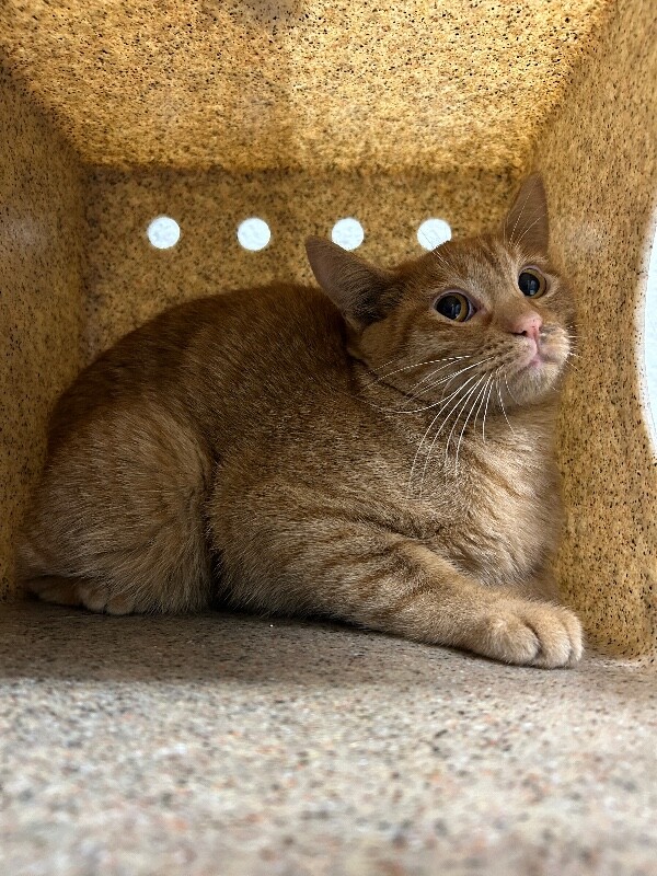 Picture of the Animal Listed