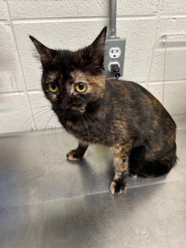 Picture of the Animal Listed
