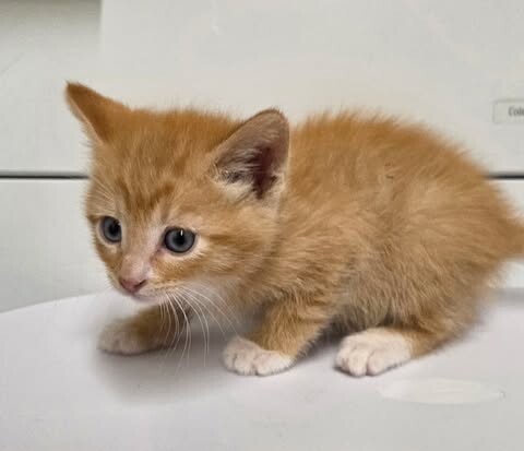 Picture of the Animal Listed