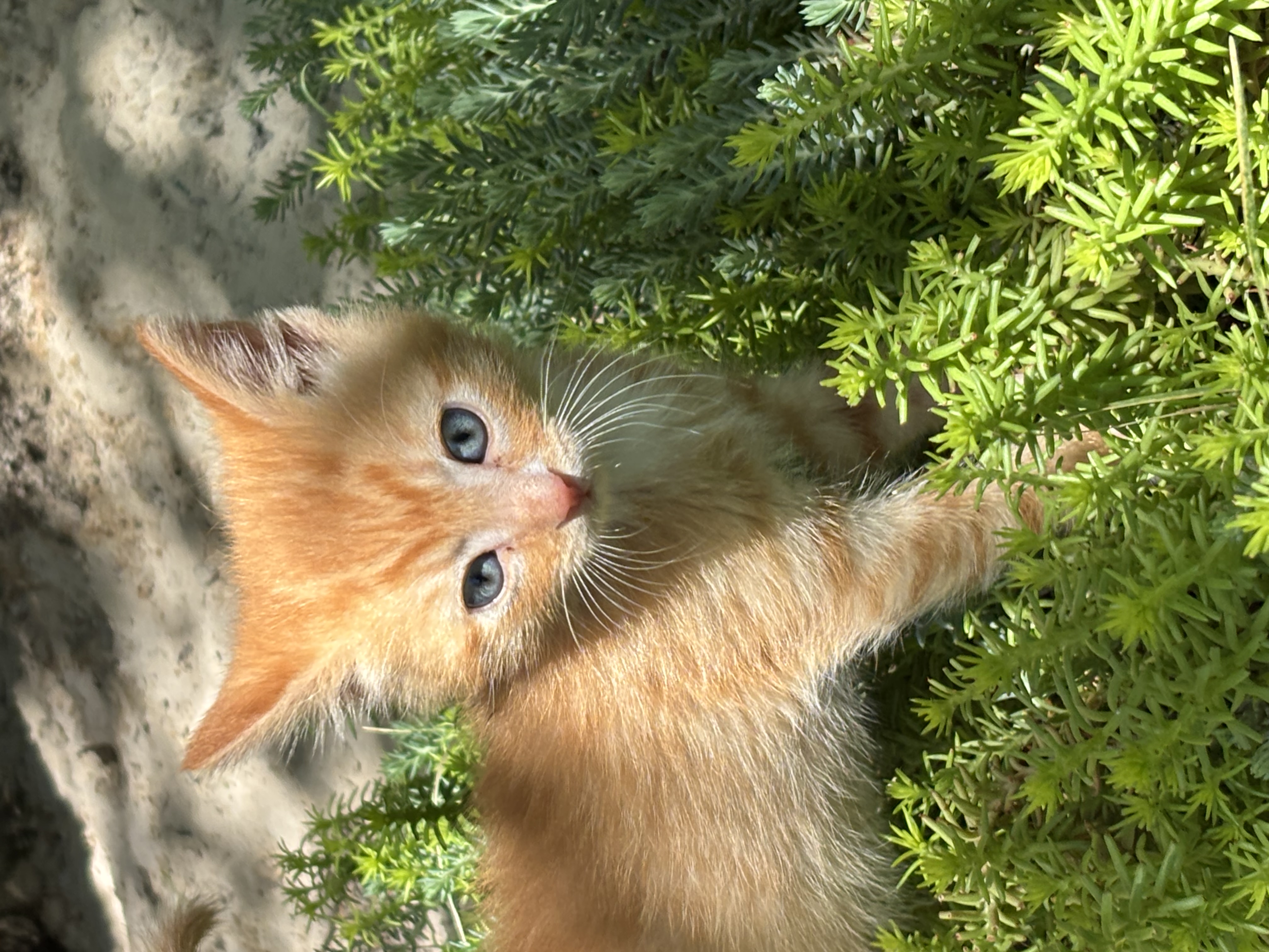 Picture of the Animal Listed