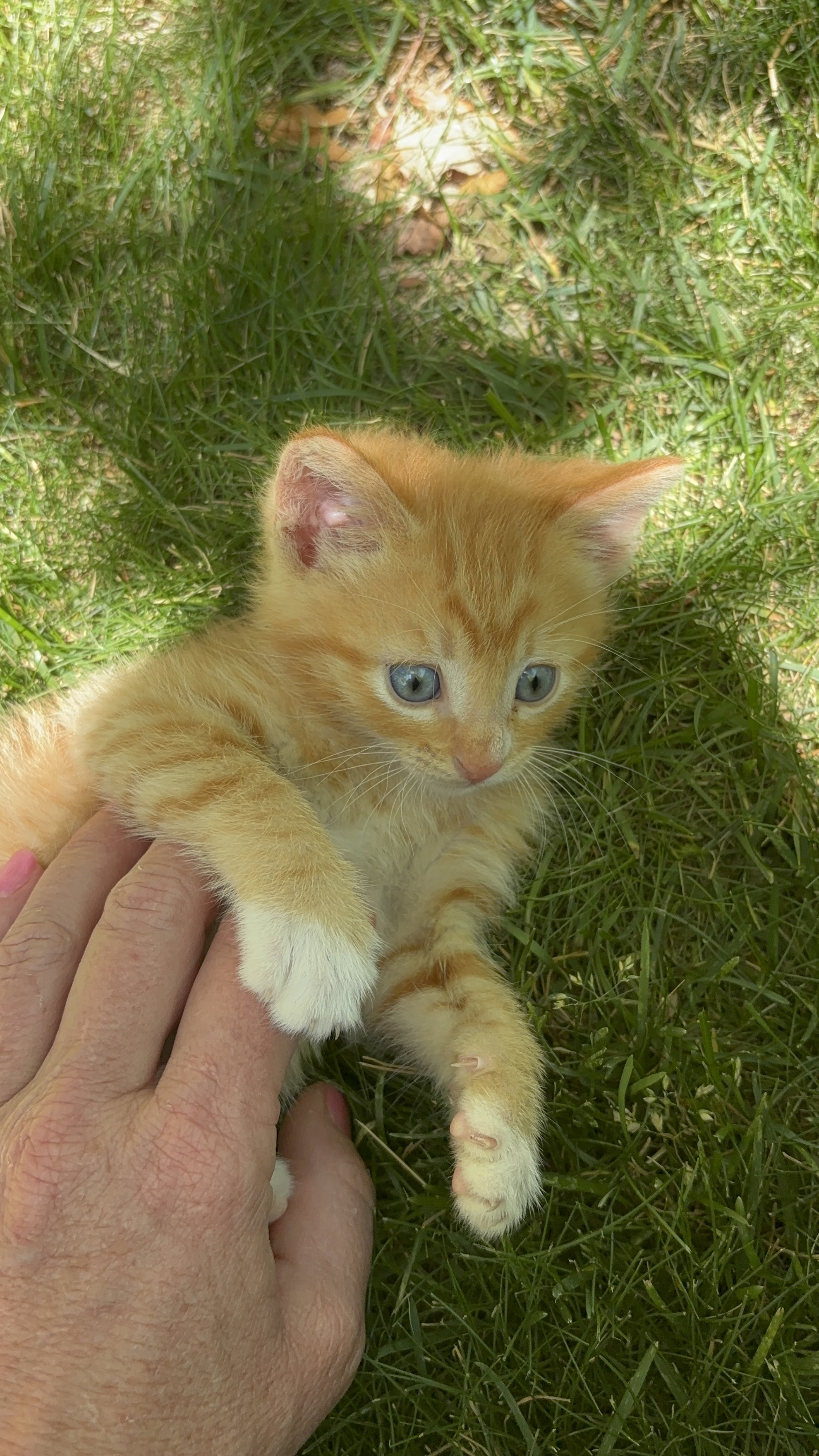 Picture of the Animal Listed