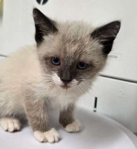 Picture of the Animal Listed