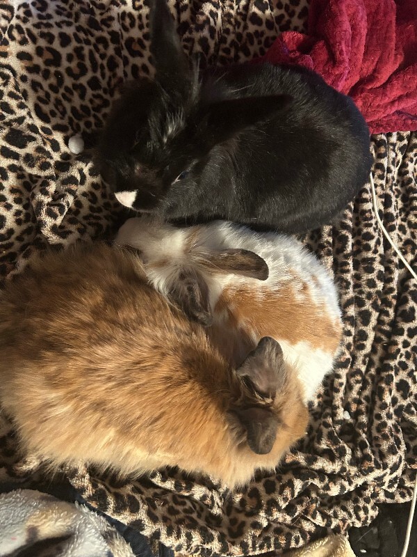 Picture of the Animal Listed