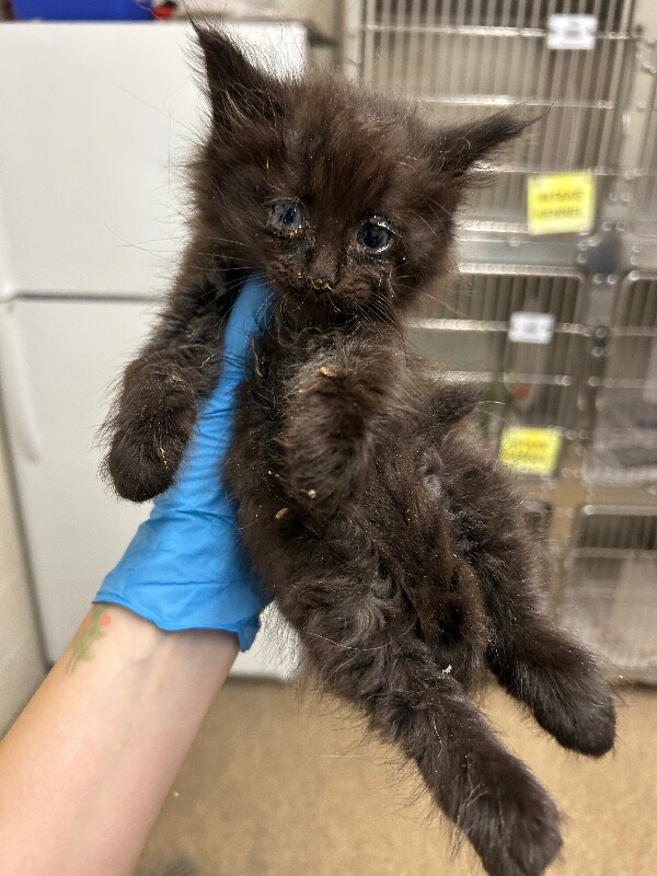 Picture of the Animal Listed