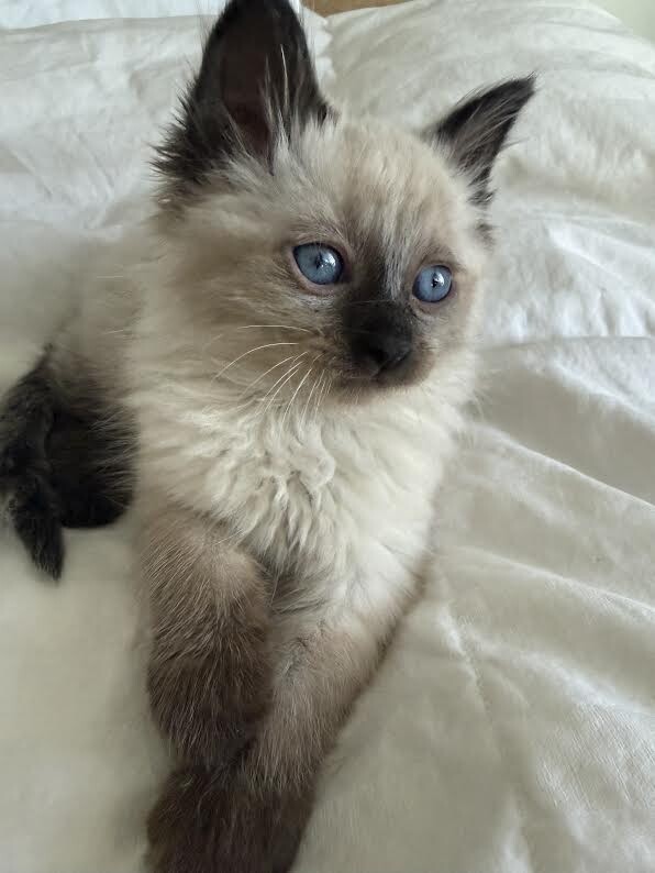 Picture of the Animal Listed