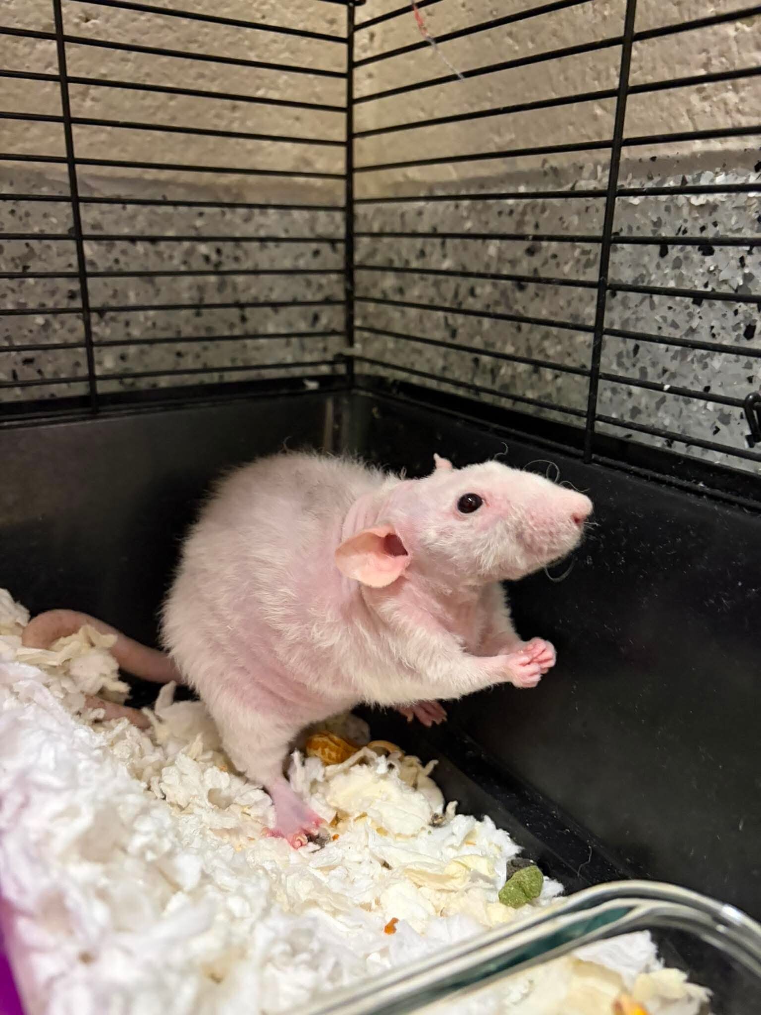 Picture of the Animal Listed