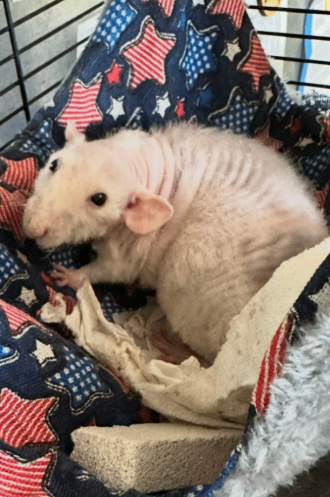 Picture of the Animal Listed
