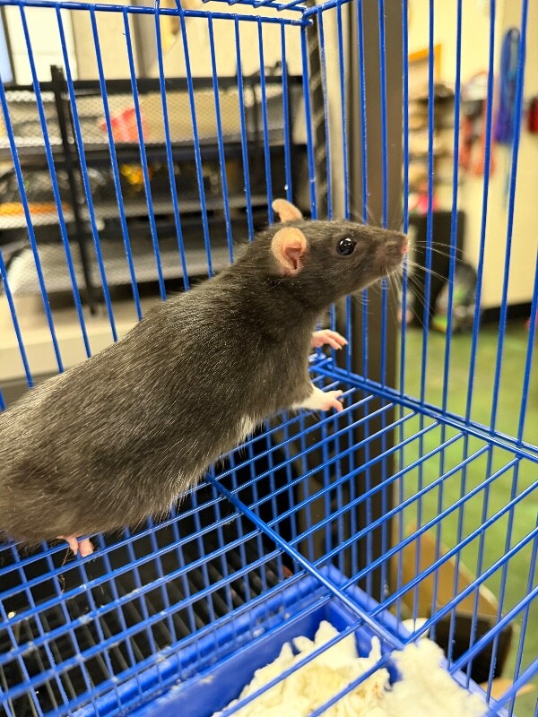 Picture of the Animal Listed