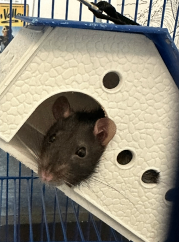 Picture of the Animal Listed