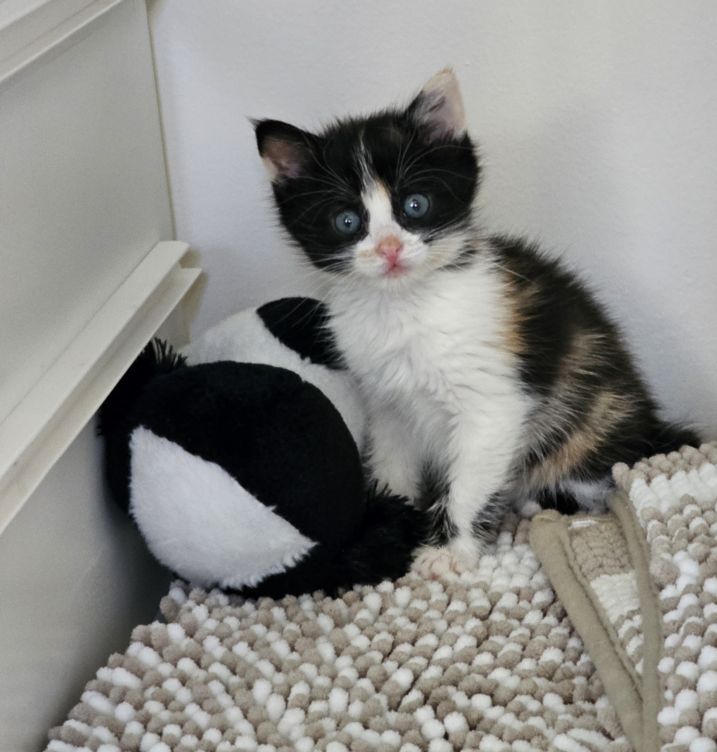 Picture of the Animal Listed