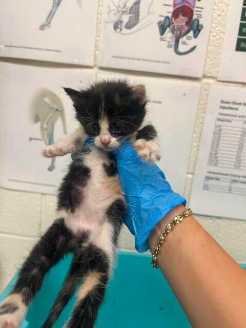 Picture of the Animal Listed