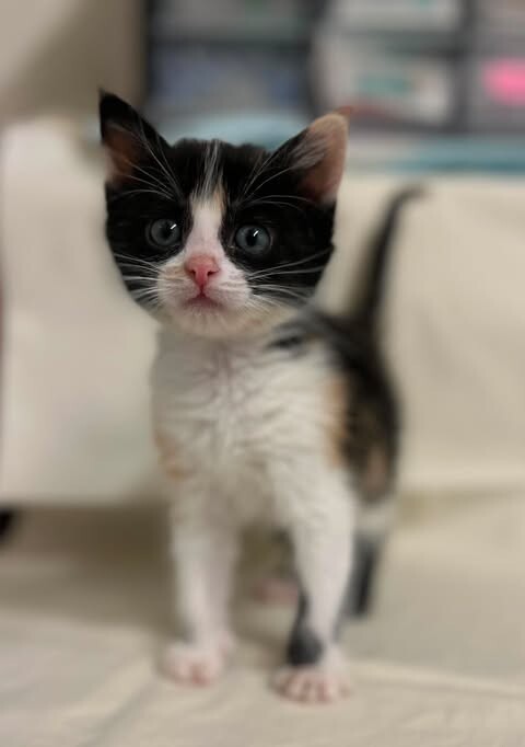 Picture of the Animal Listed