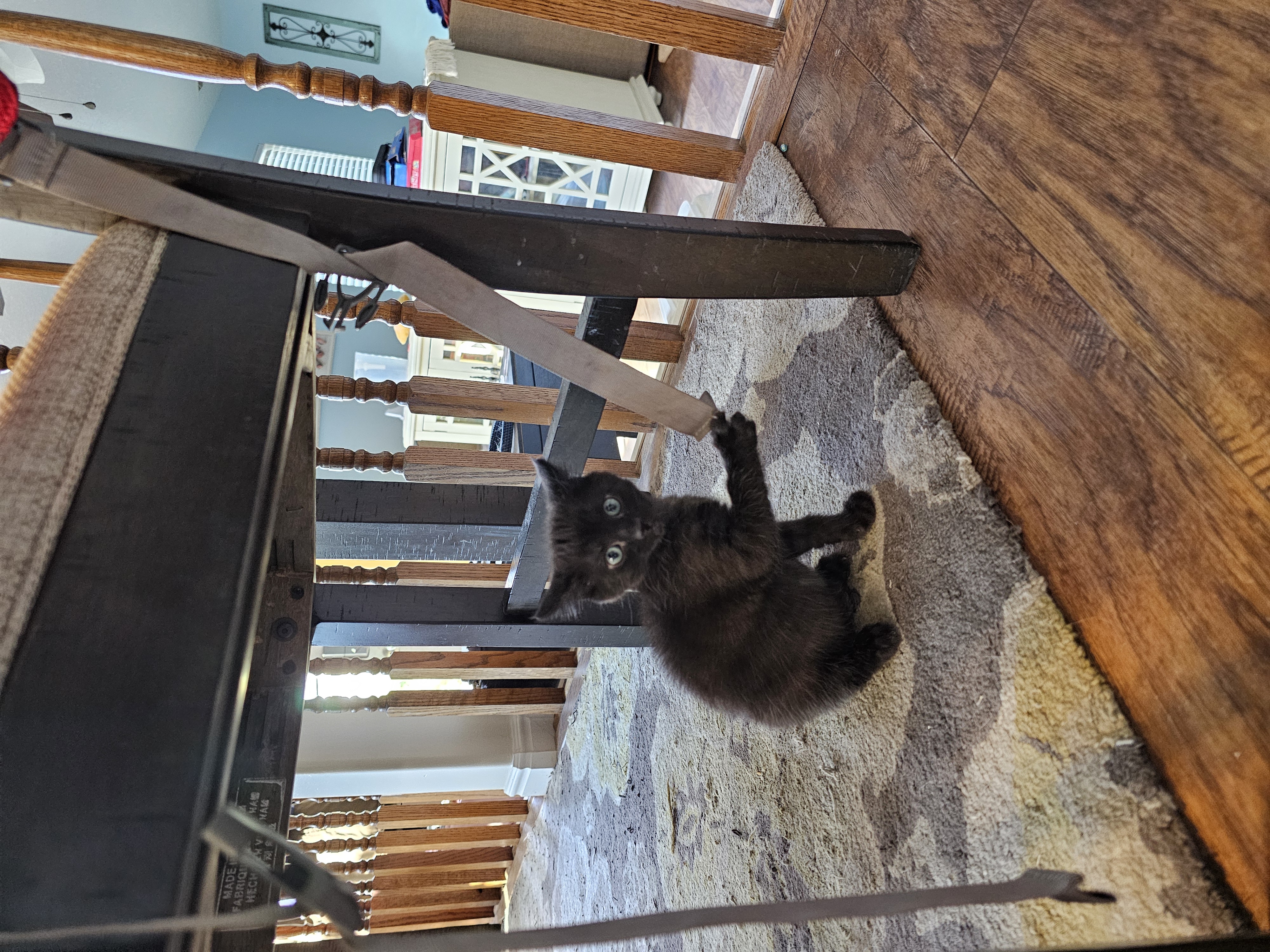 Picture of the Animal Listed