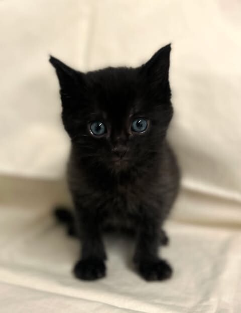 Picture of the Animal Listed