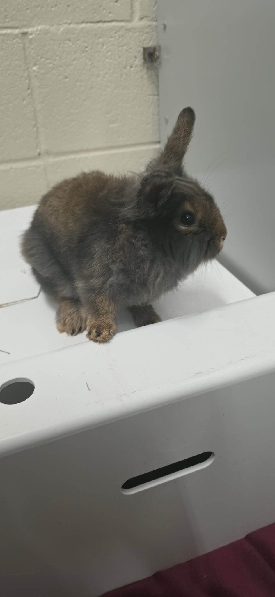 Picture of the Animal Listed