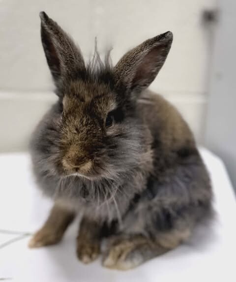 Picture of the Animal Listed