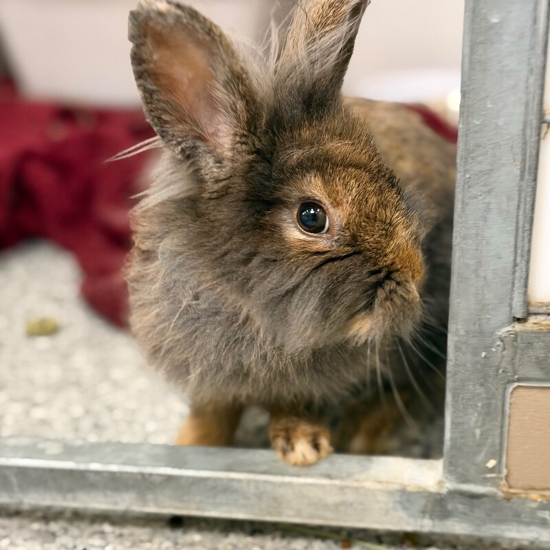 Picture of the Animal Listed