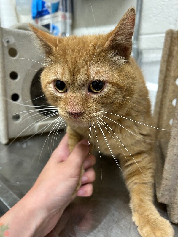 Picture of the Animal Listed