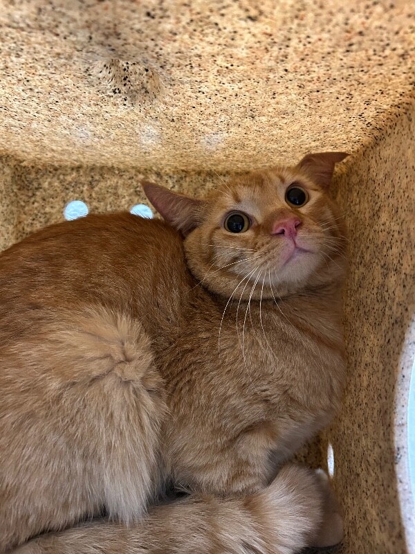 Picture of the Animal Listed