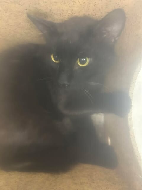 Picture of the Animal Listed