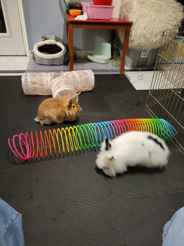 Picture of the Animal Listed