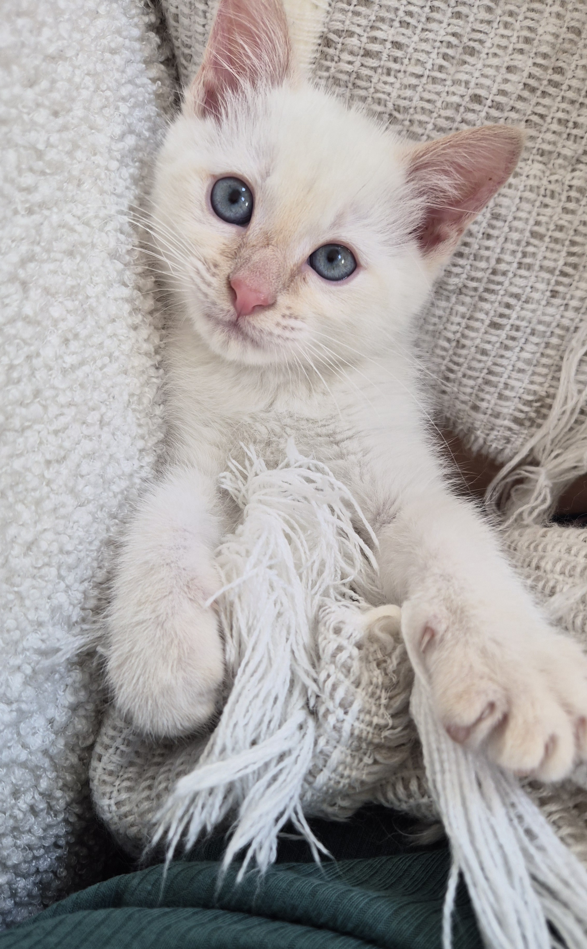 Picture of the Animal Listed