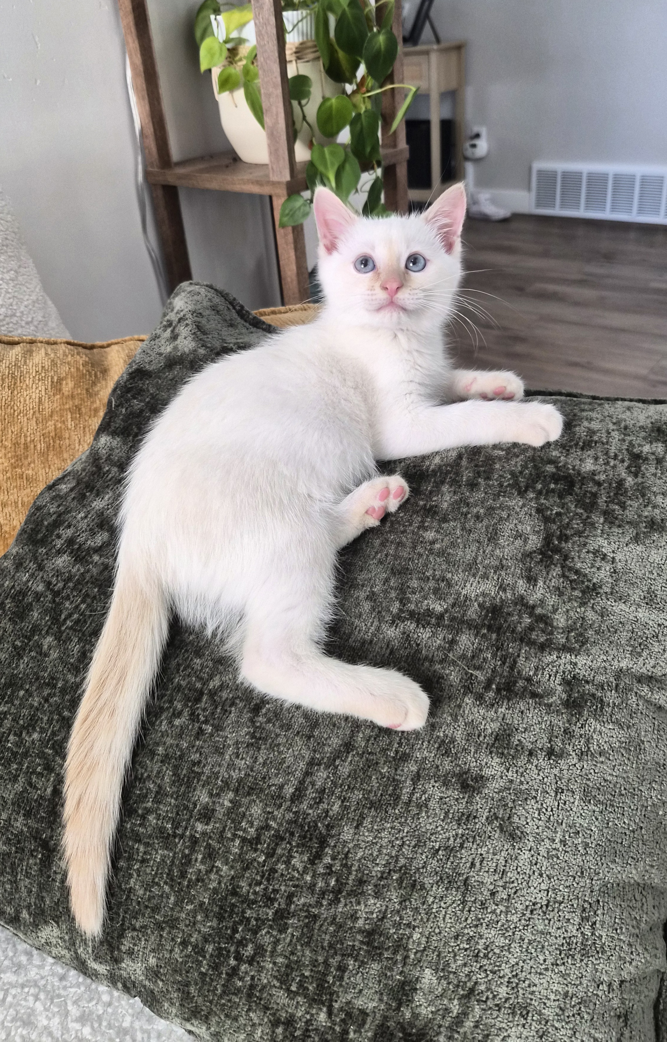 Picture of the Animal Listed