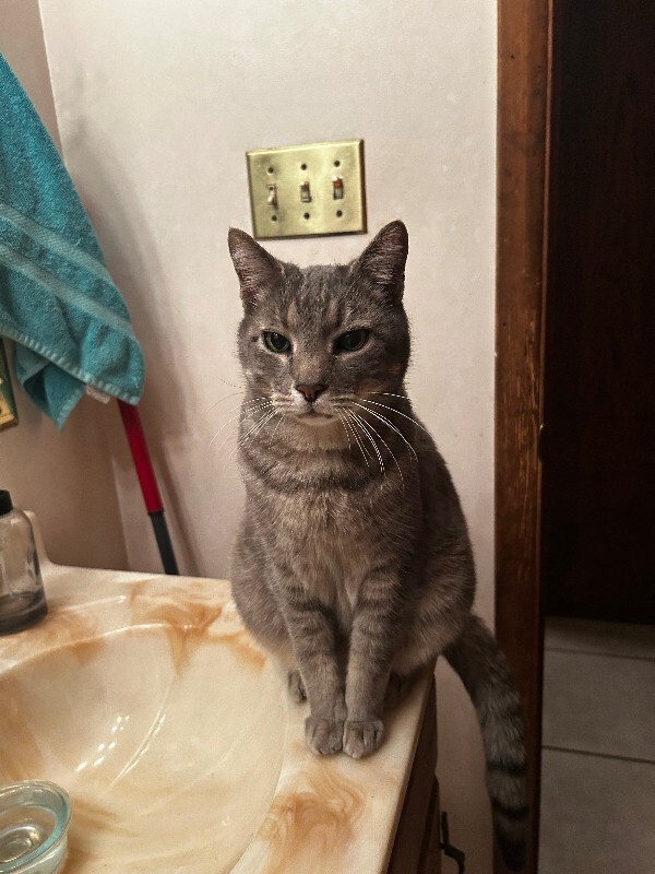 Picture of the Animal Listed