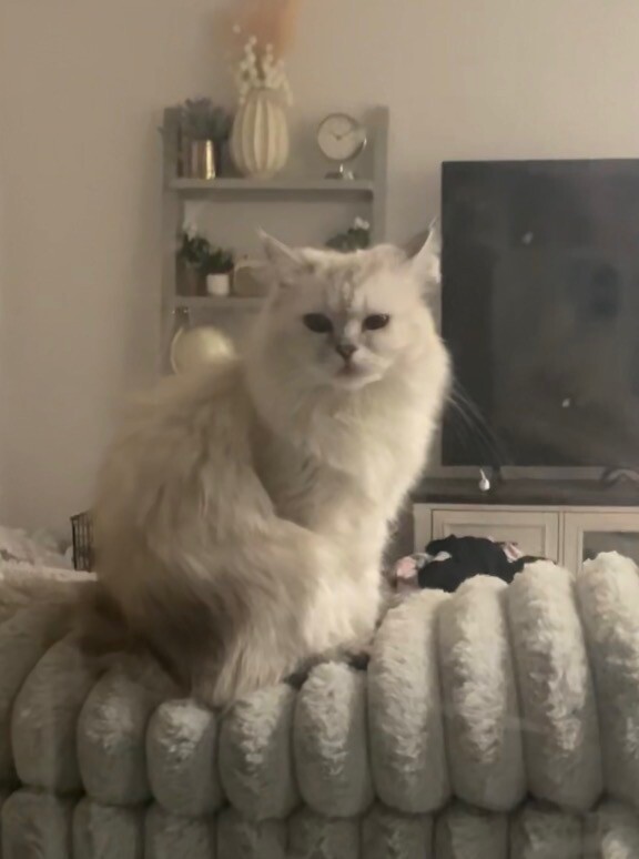 Picture of the Animal Listed