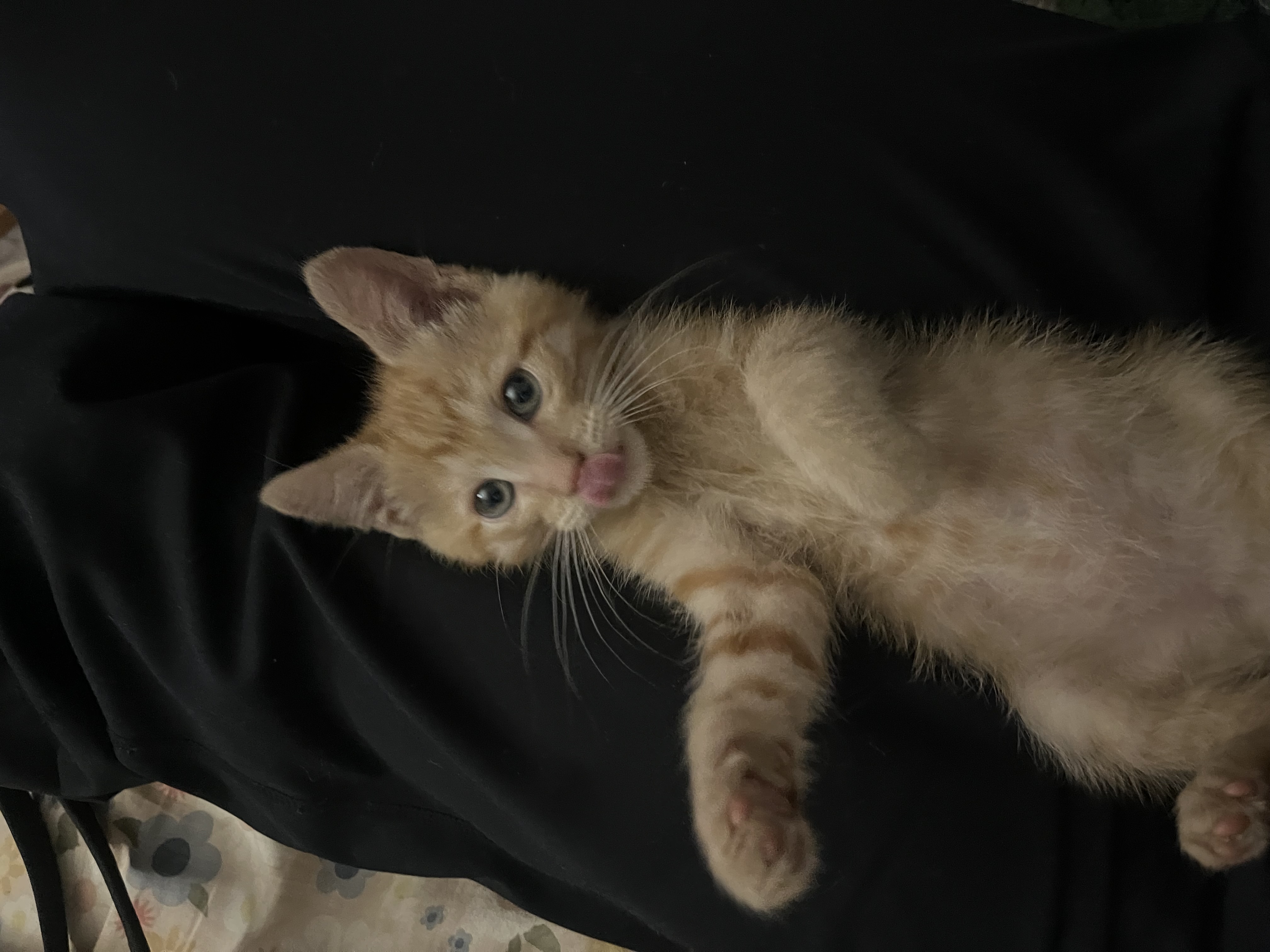 Picture of the Animal Listed