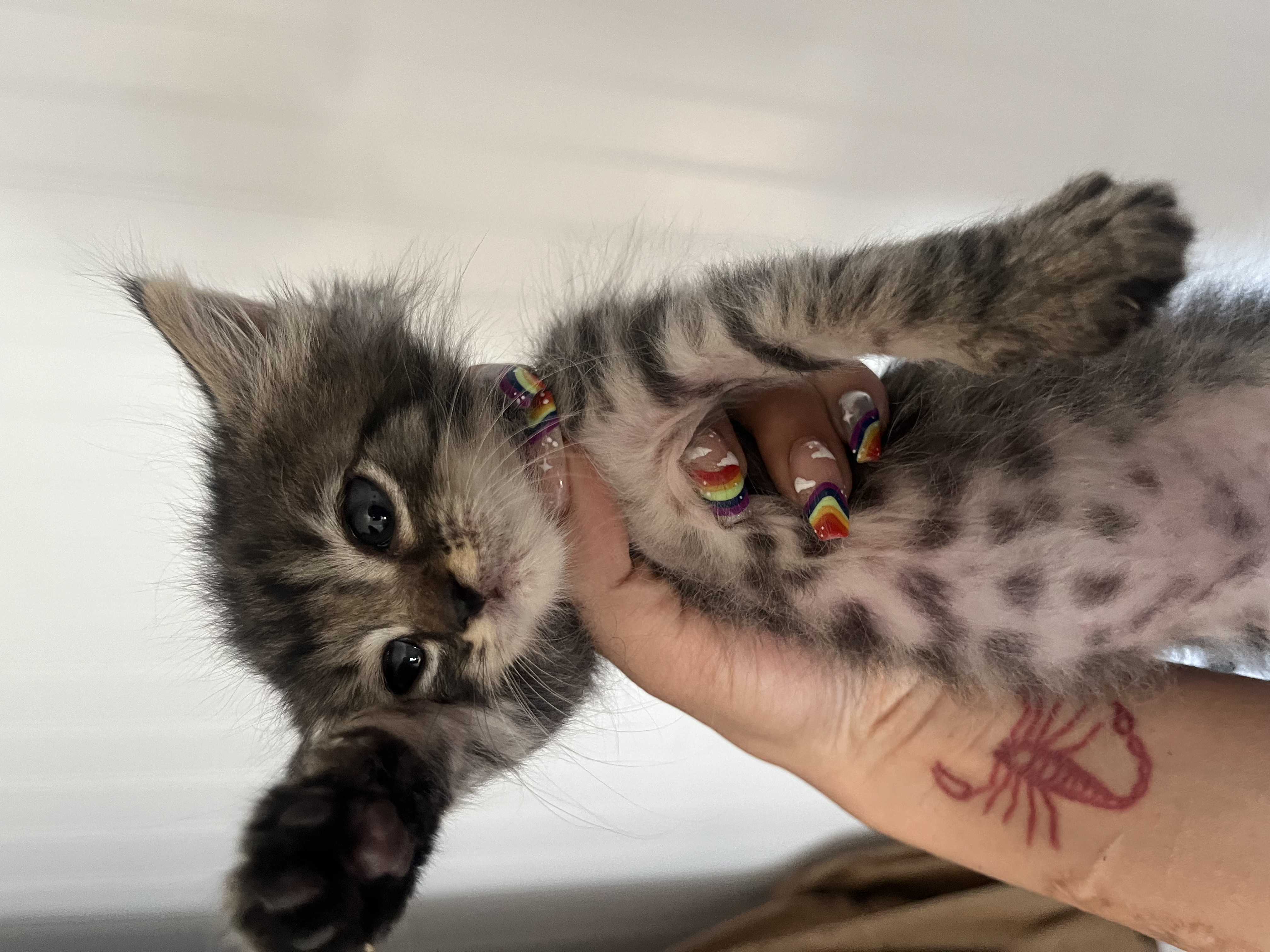 Picture of the Animal Listed