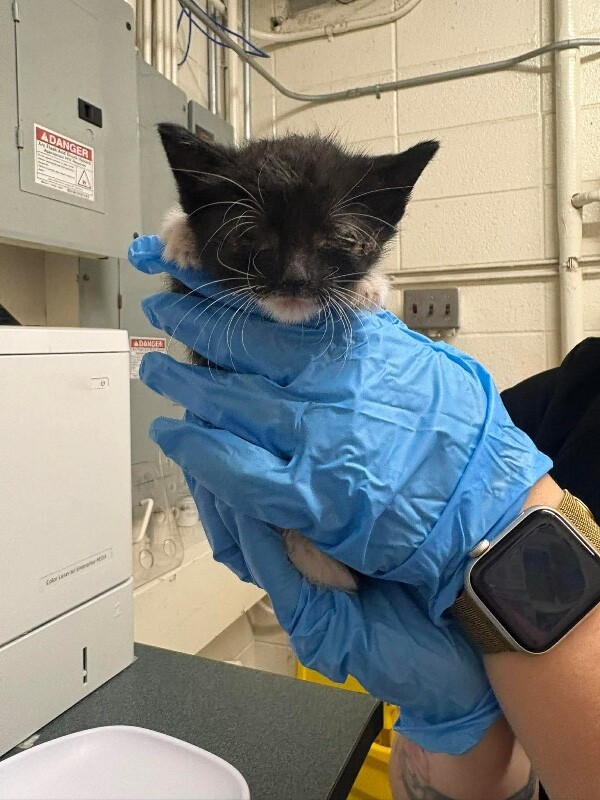 Picture of the Animal Listed