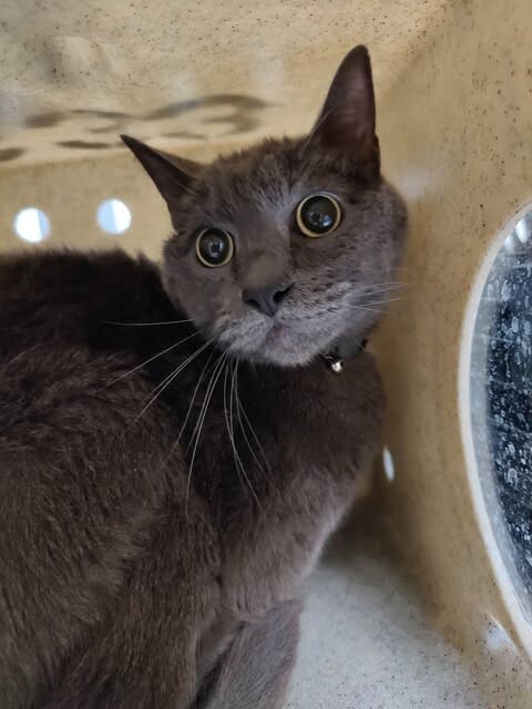 Picture of the Animal Listed