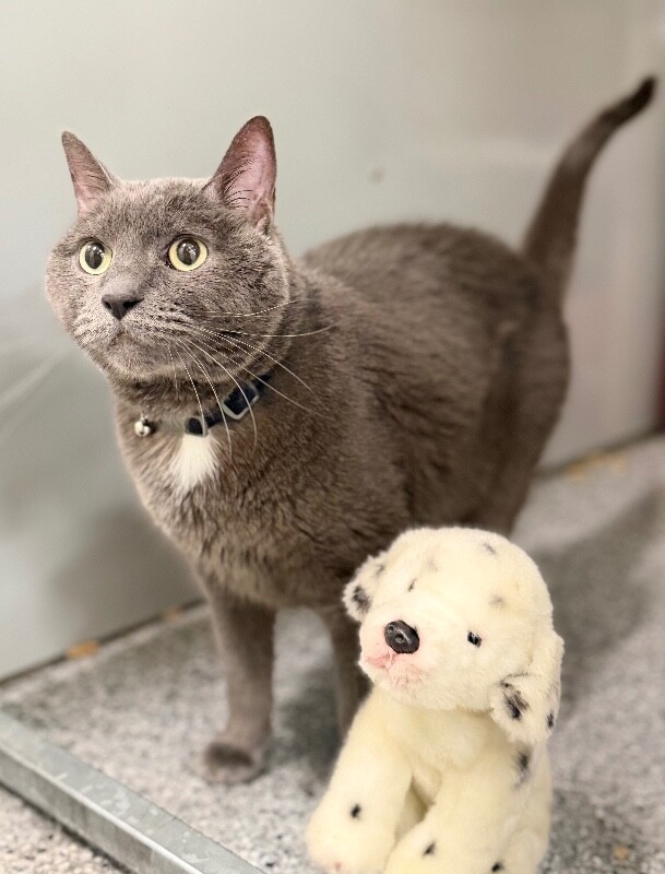 Picture of the Animal Listed