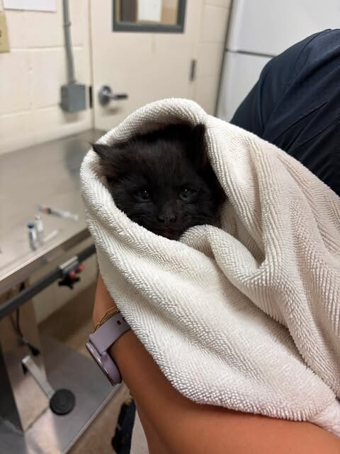 Picture of the Animal Listed