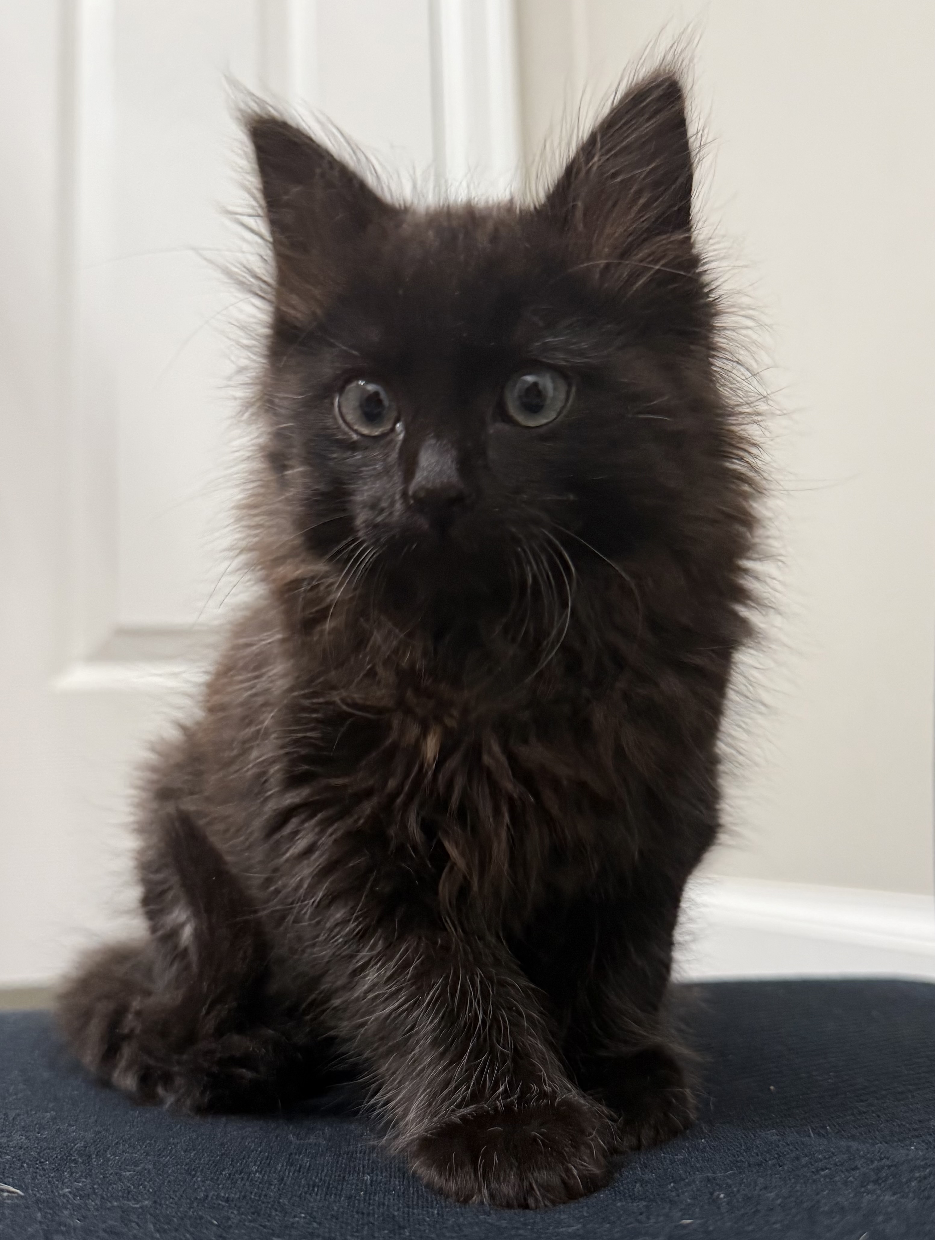 Picture of the Animal Listed