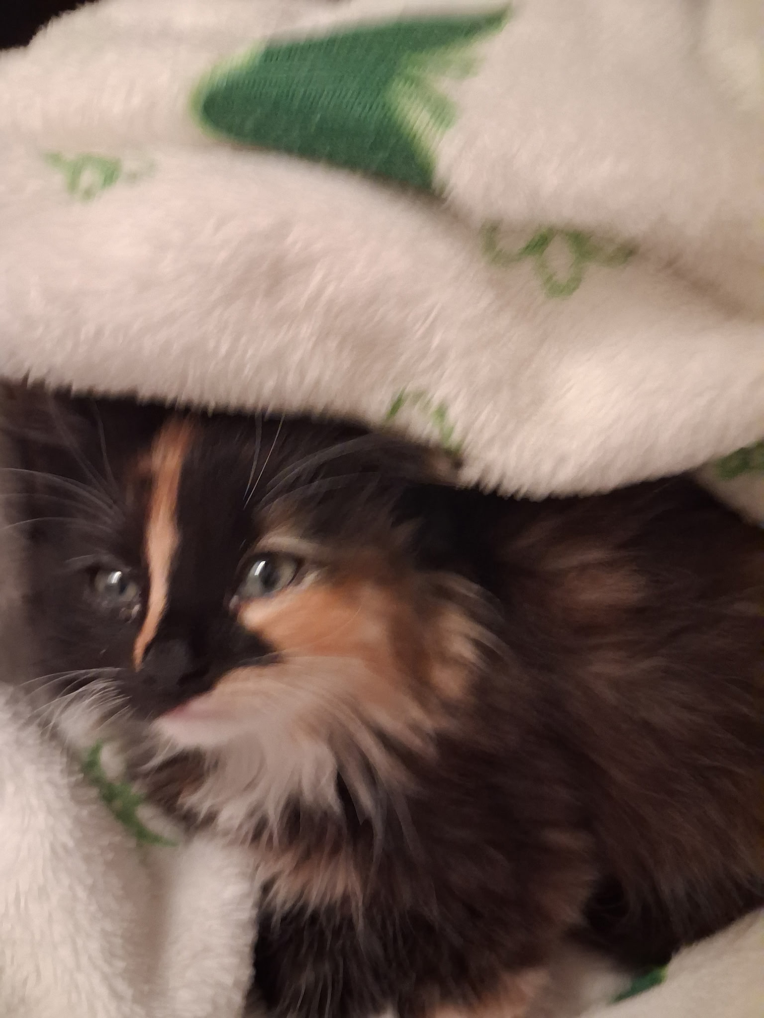 Picture of the Animal Listed
