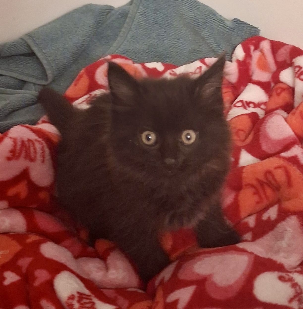 Picture of the Animal Listed