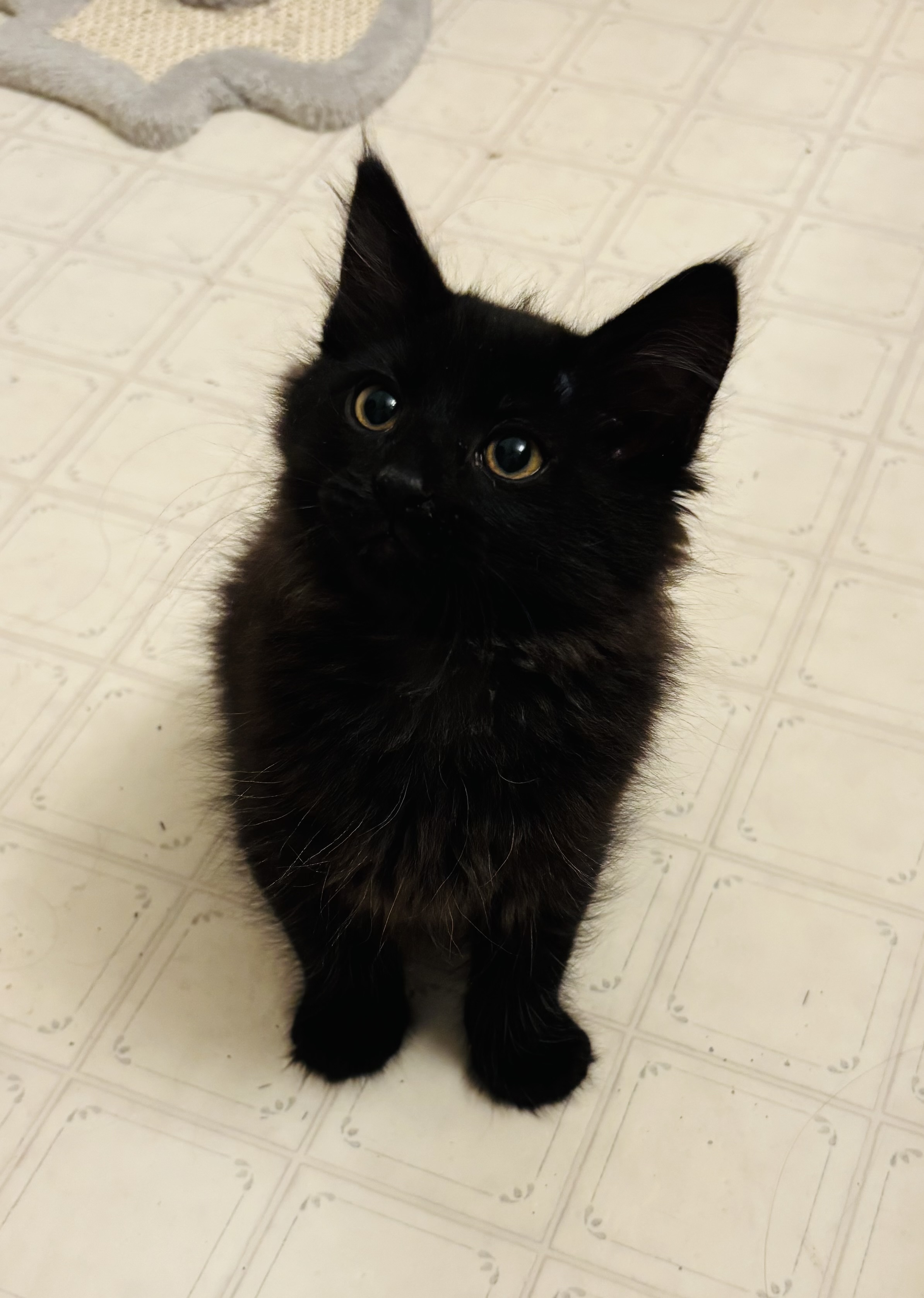 Picture of the Animal Listed