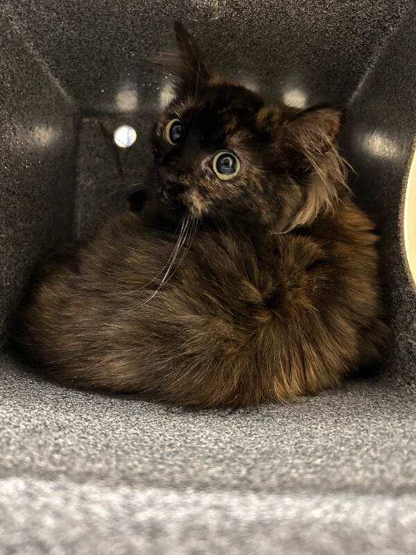 Picture of the Animal Listed