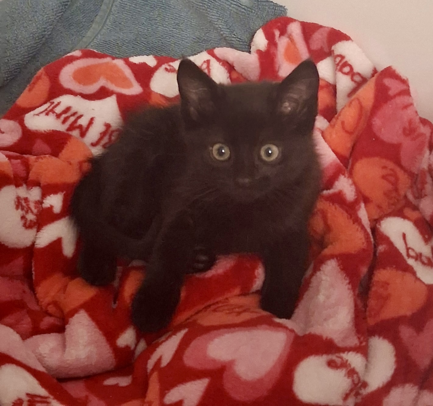 Picture of the Animal Listed